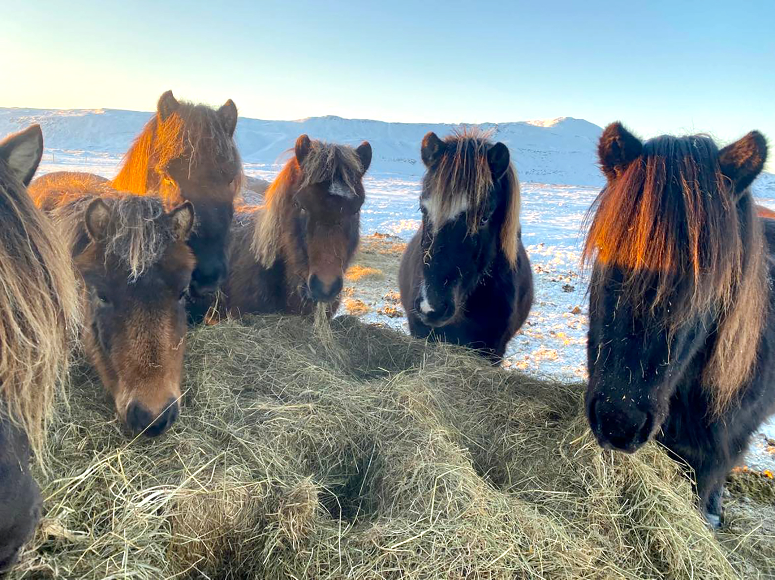 Velferð hrossa - seinni grein