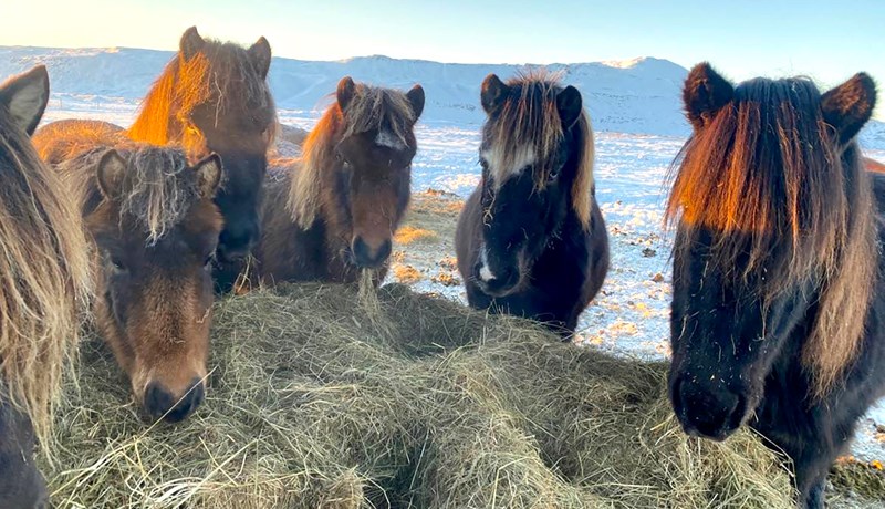 Velferð hrossa - seinni grein