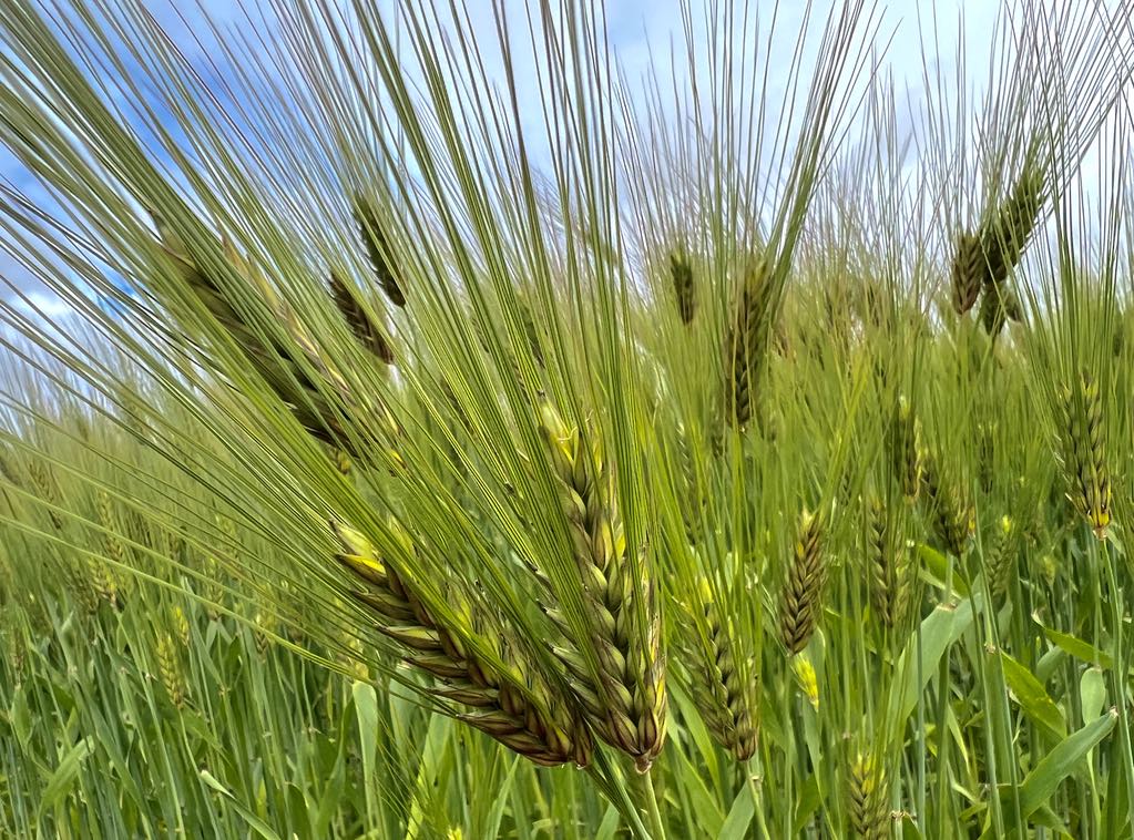 Öll þessi fæðuhugtök