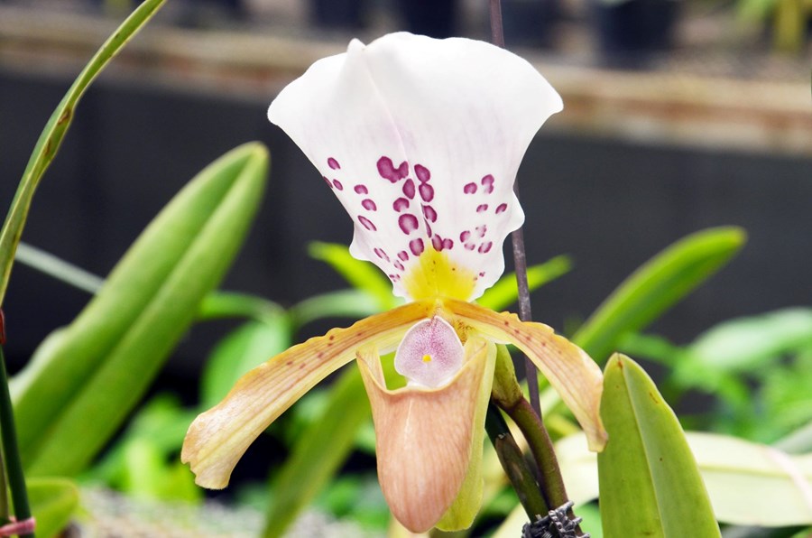Orkidean, Paphiopedilum papili-laoticus, var uppgötvuð af grasa­fræð­ingum á ólöglegum blóma­­markaði í Laos.