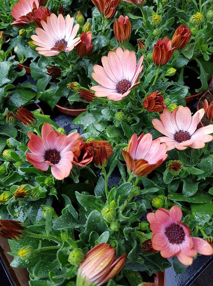 Minni sala á sumarblómum