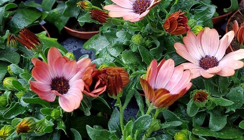 Minni sala á sumarblómum