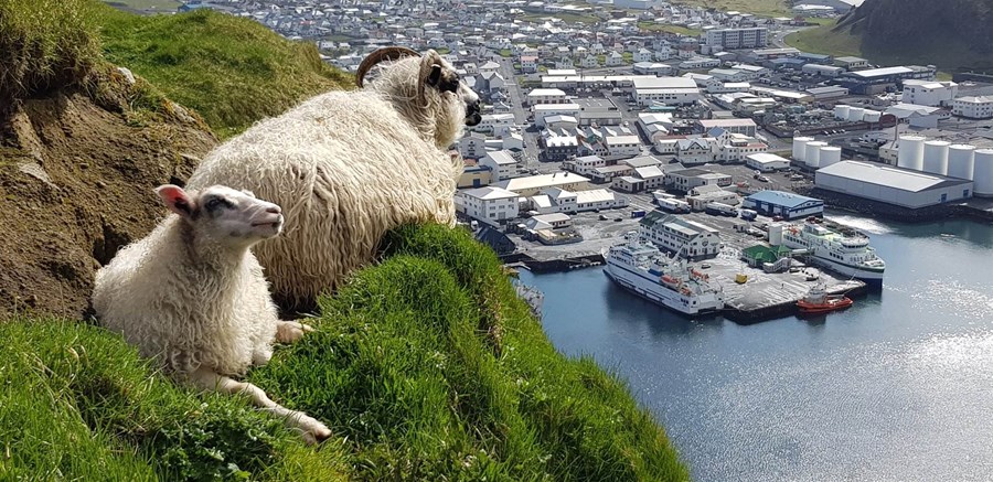 Fjársektir verða innheimtar vegna lausagöngu búpenings í Vestmanna- eyjum.