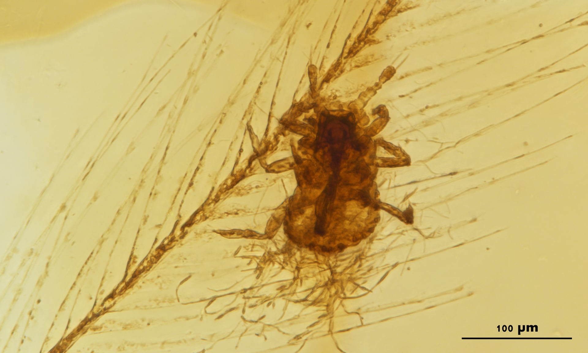 Fiðraðar og lúsugar