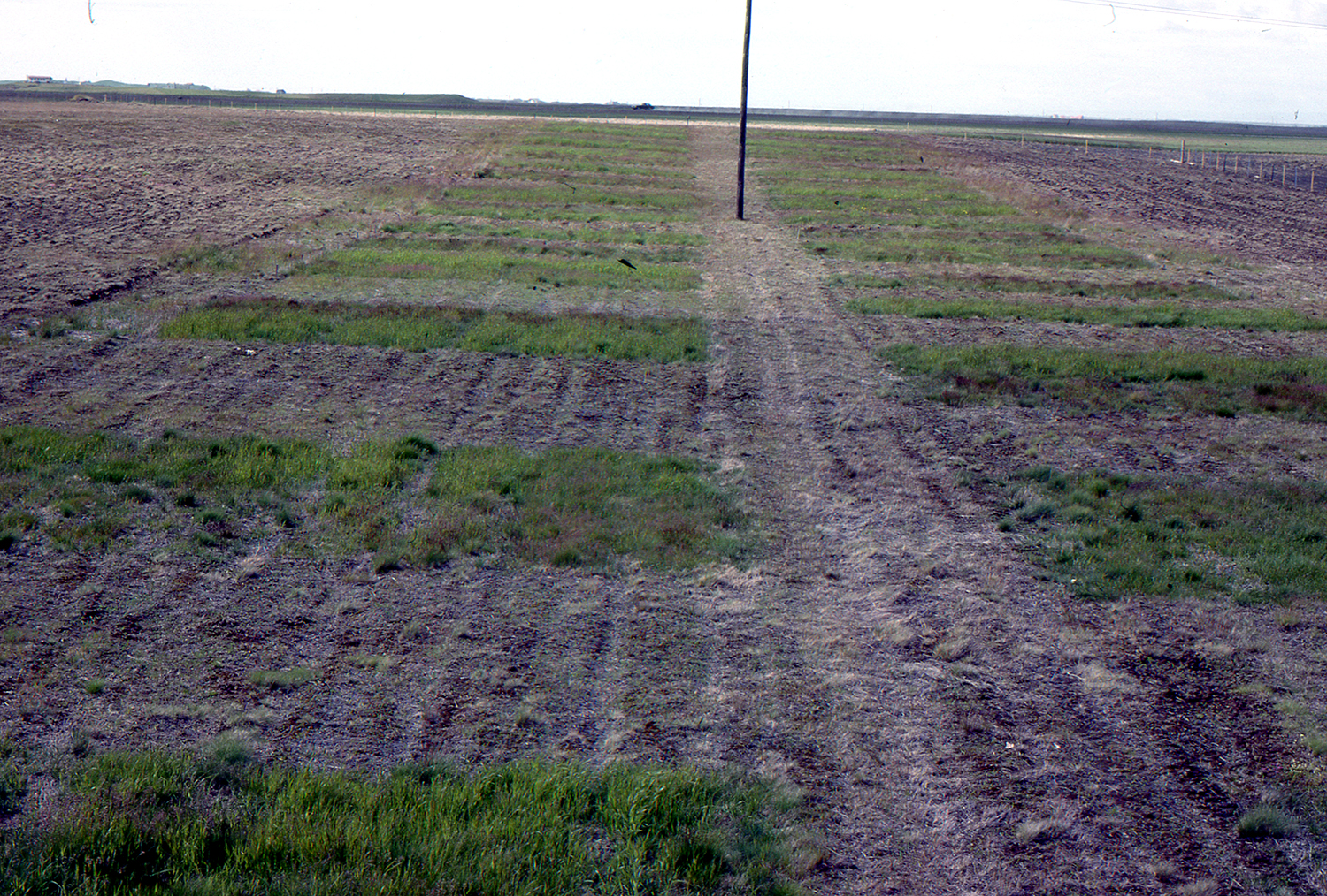 Langtímaáhrif tilbúins áburðar og kúamykju á jarðveg og gróðurframvindu á Geitasandi