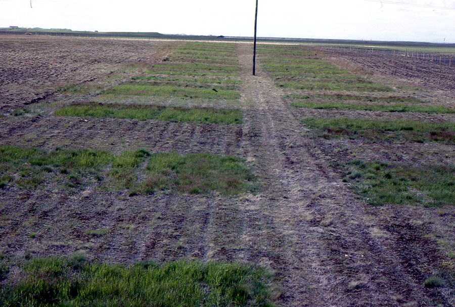 Svona leit tilraunin út þegar hún var lögð niður 1981.