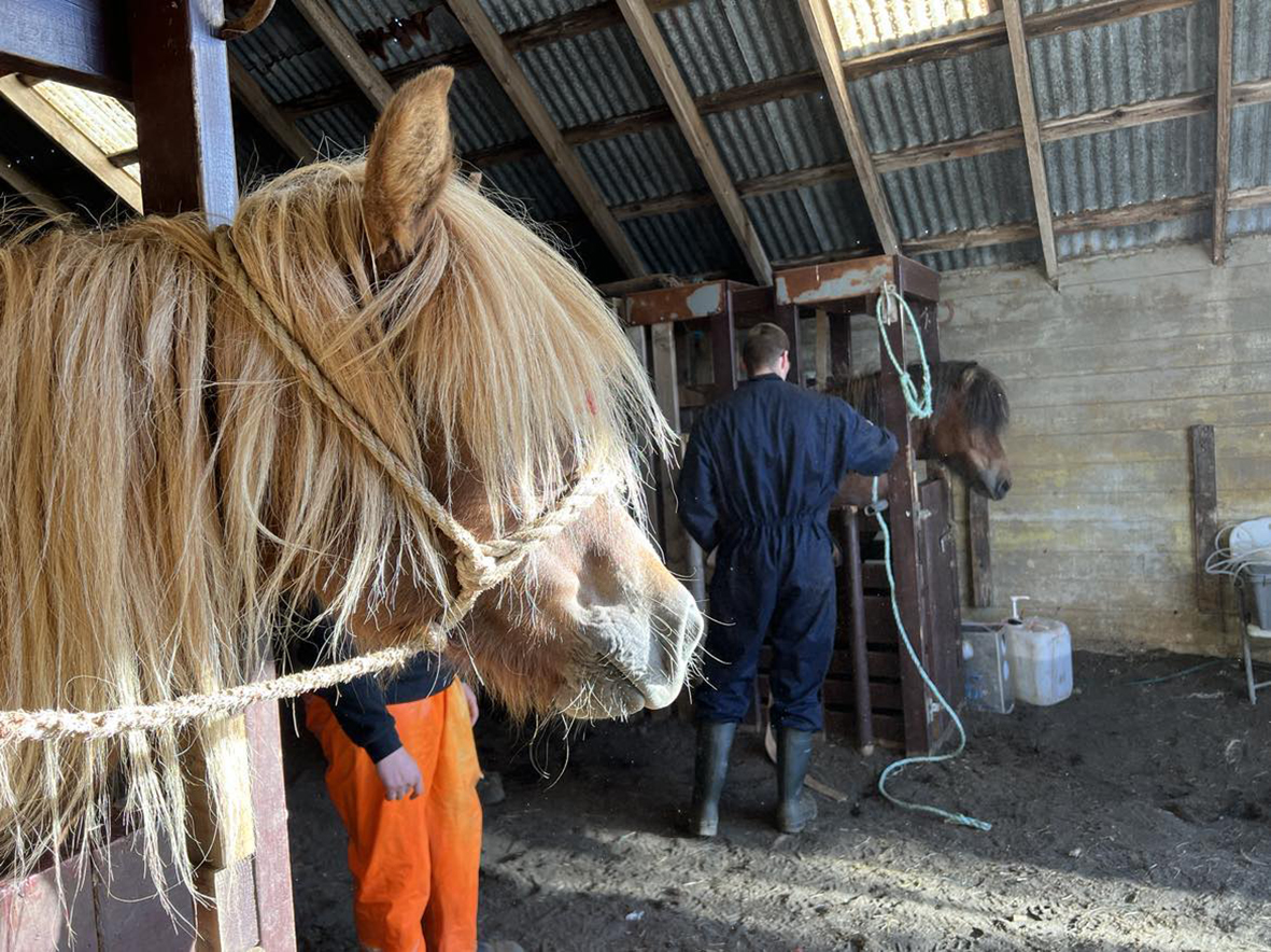 Færri hryssur í blóðtöku