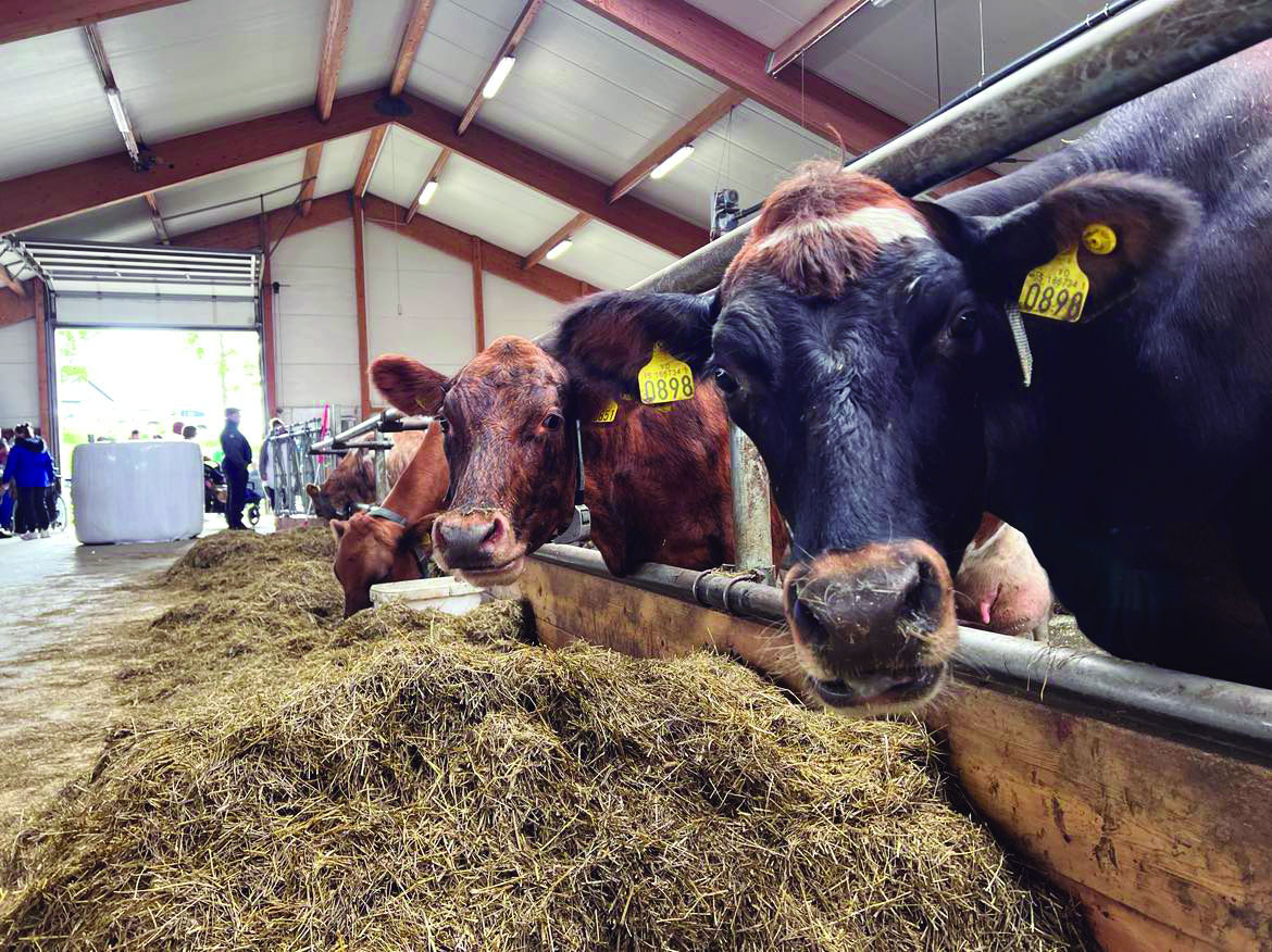 Kyngreint sæði hefur gjörbreytt nautgriparæktinni