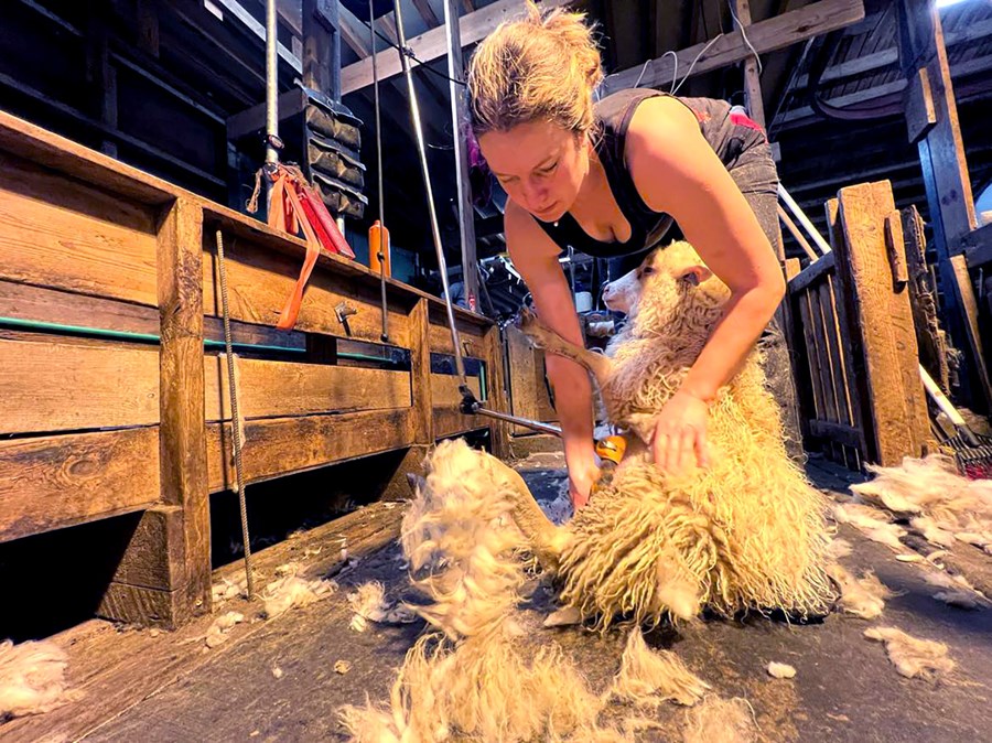 Námskeiðunum er ætlað að auka fagmennsku í rúningi og meðhöndlun ullarinnar.