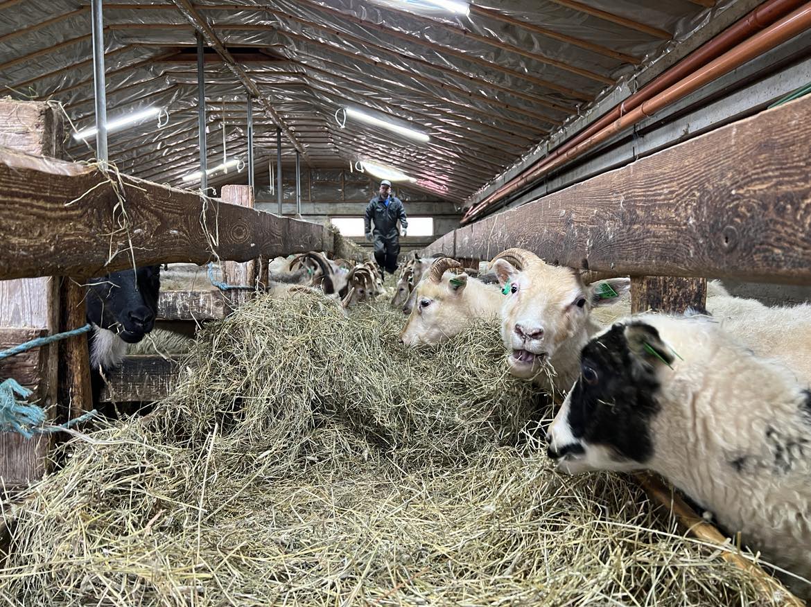 Hver eru laun bænda í samanburði við aðra í landinu?
