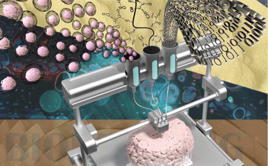 Skýringarmynd af þrívíðri prentun taugavefja. Lífefni, lifandi frumur og raðstjórnun eru helstu þættir lífprentunar.