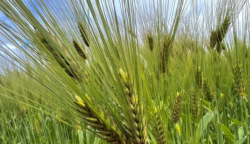 Leggja til 500 milljón króna ríkisstuðning