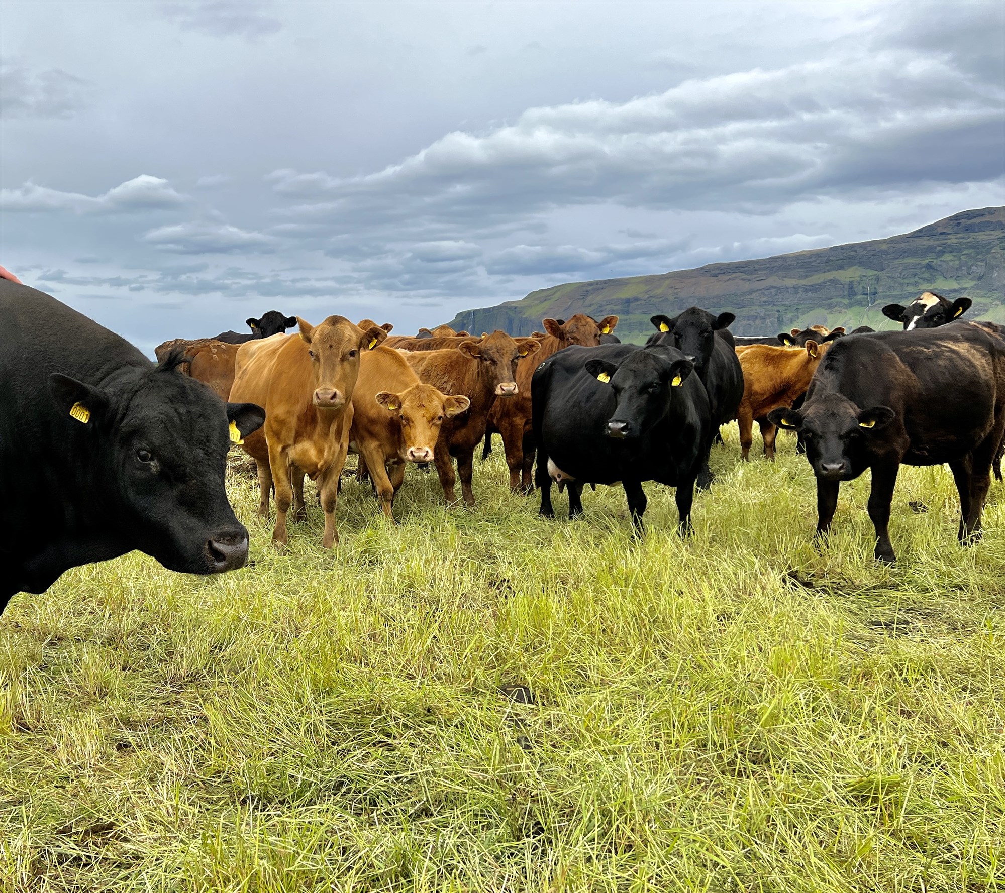 Nýr veruleiki á nautakjötsmarkaði?