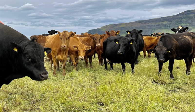 Nýr veruleiki á nautakjötsmarkaði?