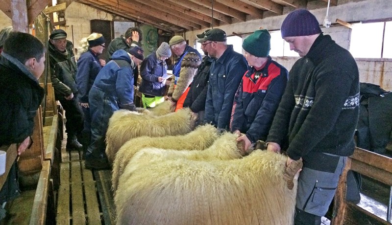Biskup valinn fegursti forystuhrúturinn í Svalbarðshreppi