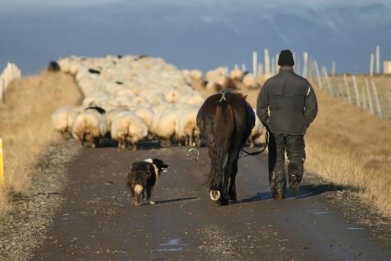 Frá haustinu 2009 á Stórhóli þegar ærnar voru reknar heim, þá veturgamlar, en 503 gimbrar voru keyptar haustið 2008 eftir riðuniðurskurð. Að sögn Maríönnu er hundur, hestur og fé á myndinni allt farið á vit feðra sinna – en bóndinn tórir enn.