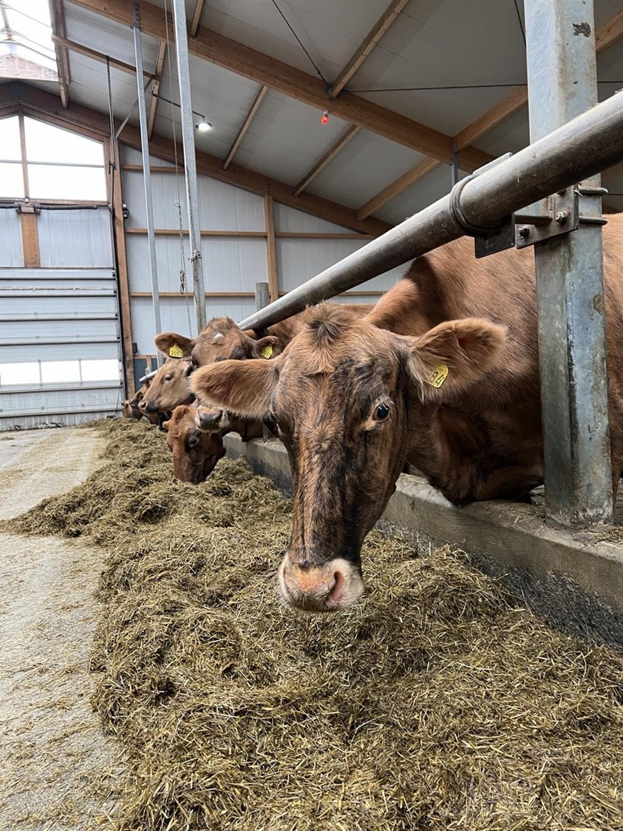 Meðan rekstrarvirði og upplausnarvirði kúabúa eru nánast hvort í sínu sólkerfinu er greininni mikill vandi á höndum,“ ritar Baldur Helgi Benjamínsson meðal annars.