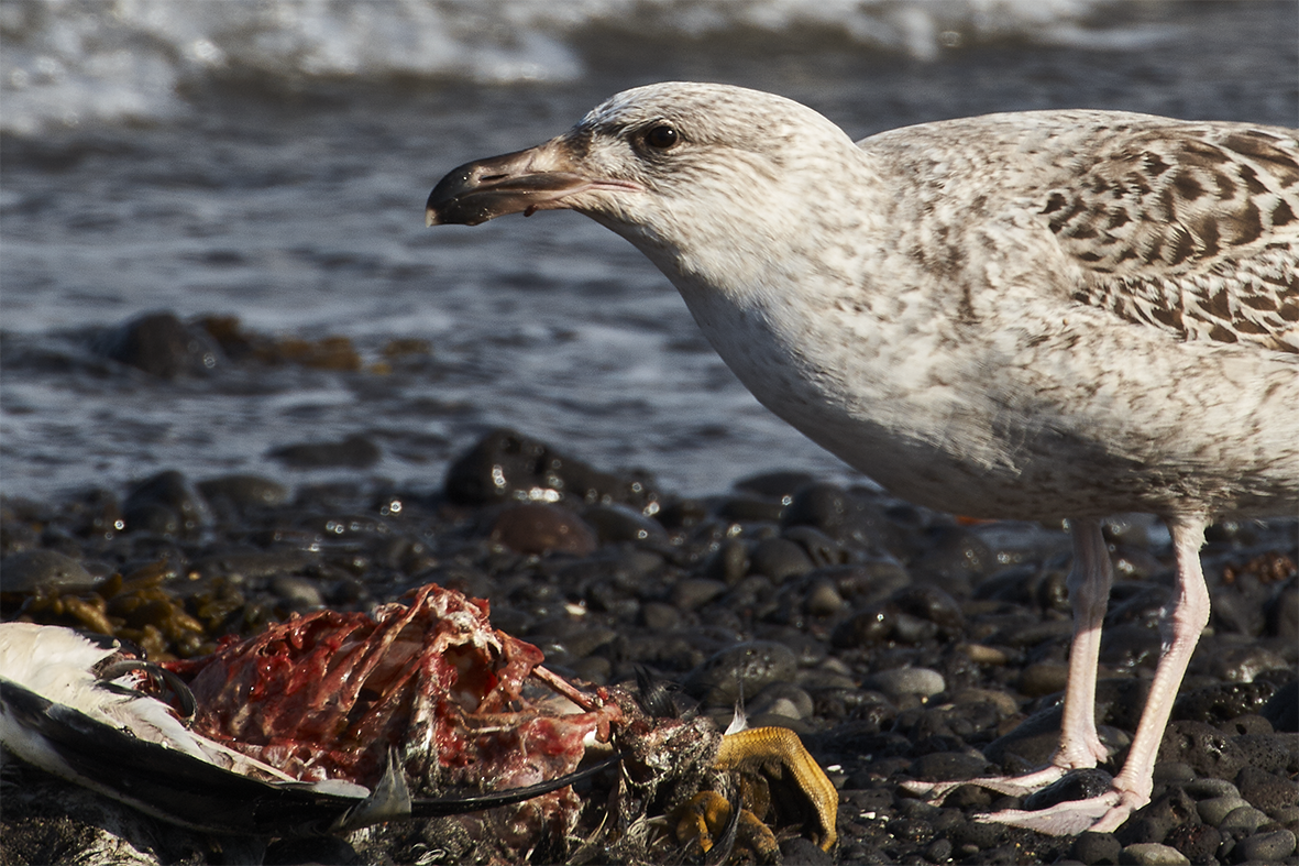 Fólk með fuglaflensu