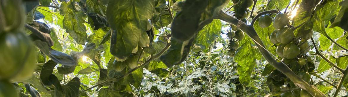 Niðurstöður rekstrargreiningar í garðyrkju