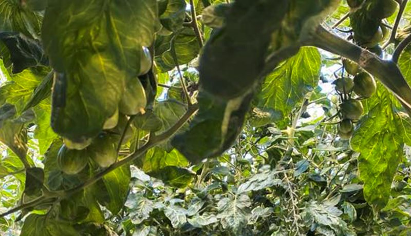 Niðurstöður rekstrargreiningar í garðyrkju