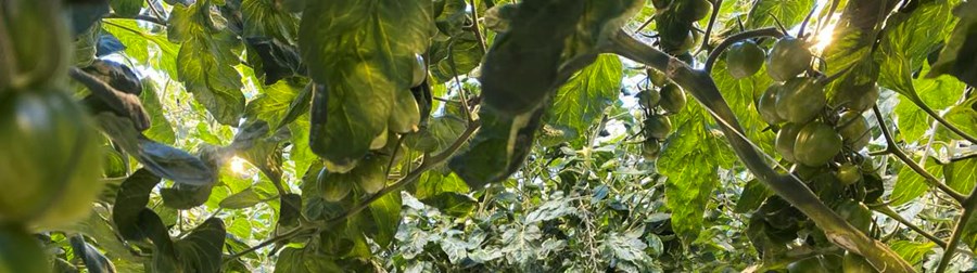 Niðurstöður rekstrargreiningar í garðyrkju