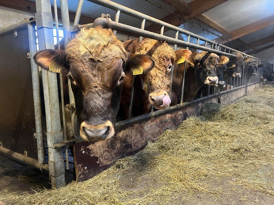 Mælt er með að kolefnisspor sé reiknað út frá nægjanlegum fjölda framleiðenda í hverri búgrein.