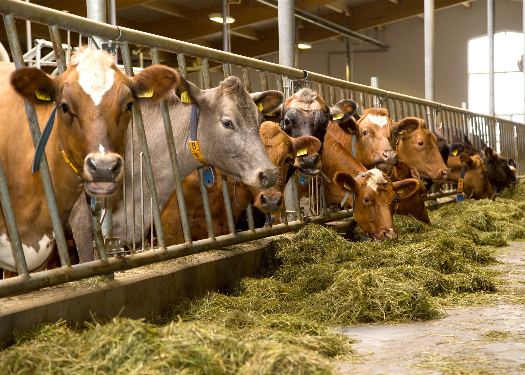 Fjöldi fjósa kominn undir 500