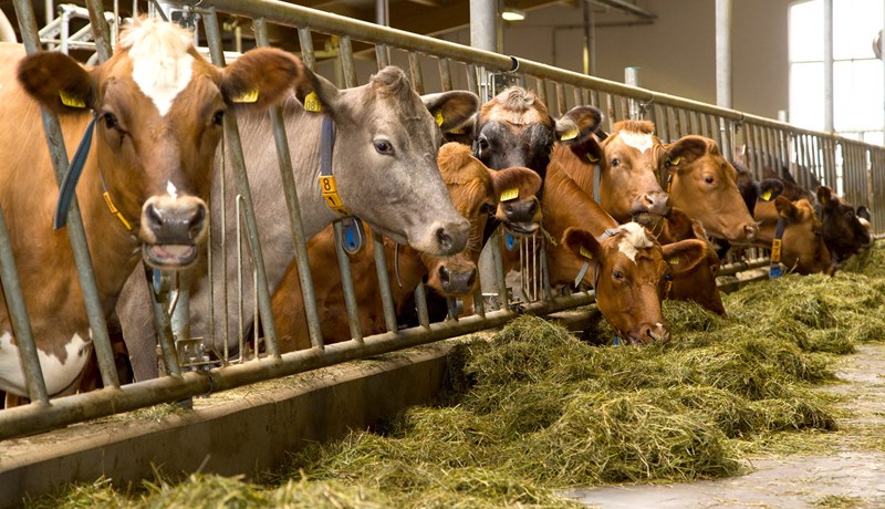 Fjöldi fjósa kominn undir 500