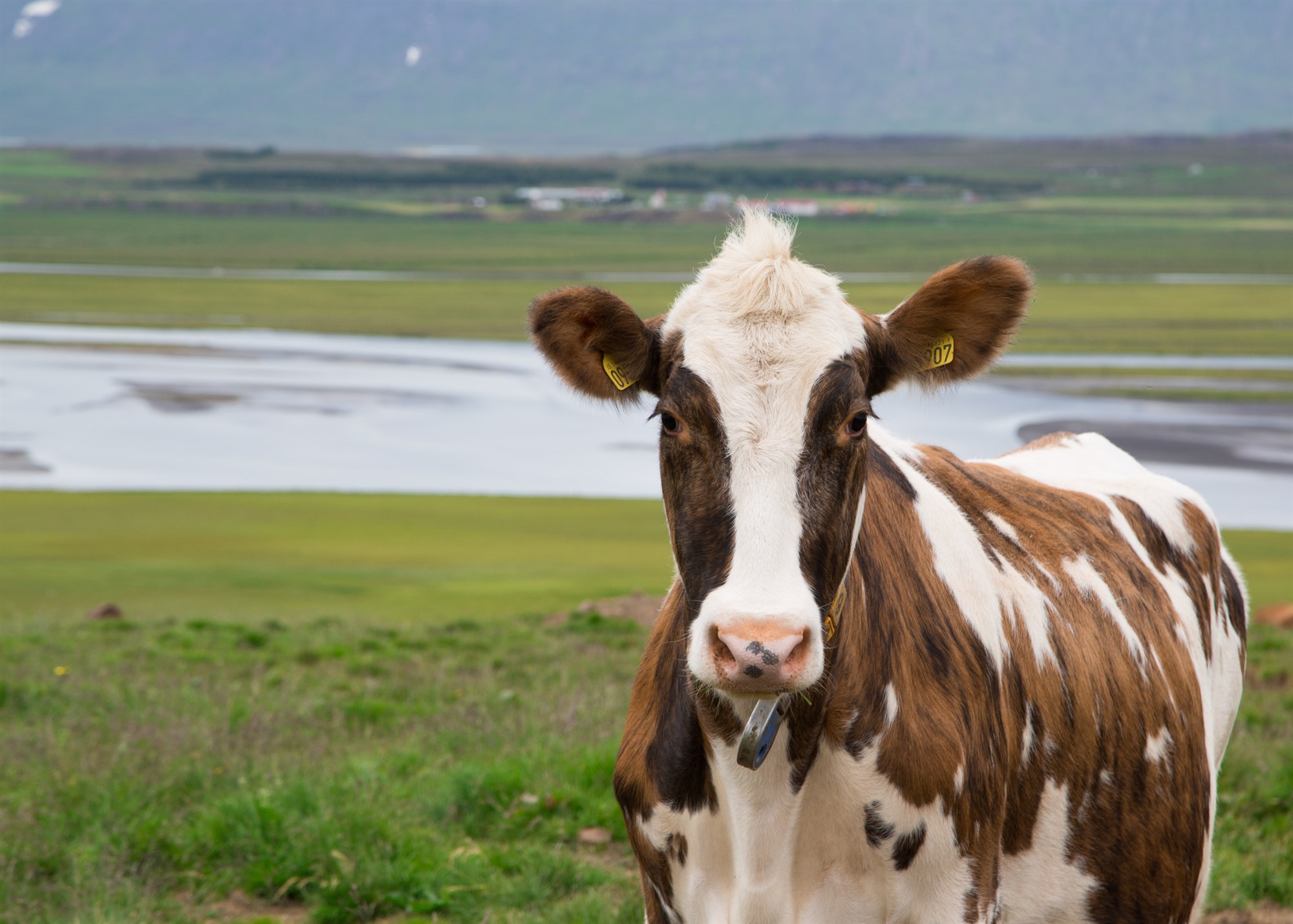 Sællegar kýr úti á túni