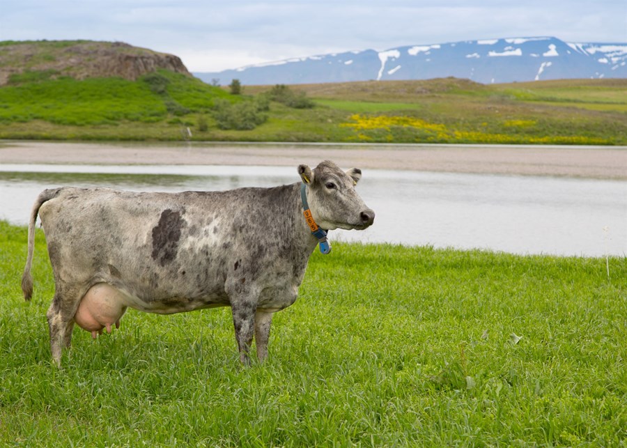 Reglur um útivist nautgripa eru tilkomnar út frá velferðarsjónarmiðum. Samkvæmt reglum skulu mjólkurkýr og kvígur komast á beit á grónu landi í átta vikur hið minnsta.