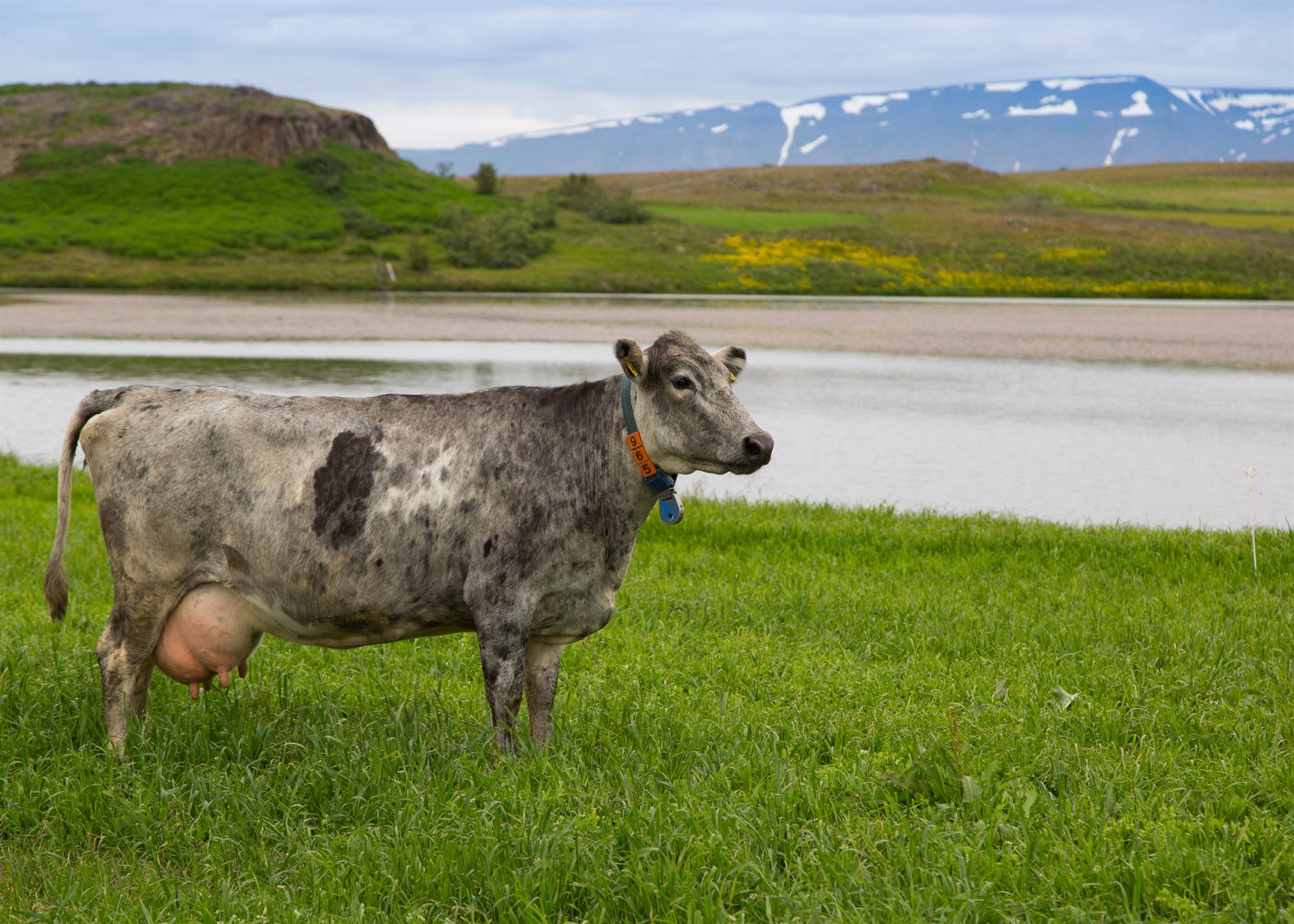 Kúabændur ósáttir