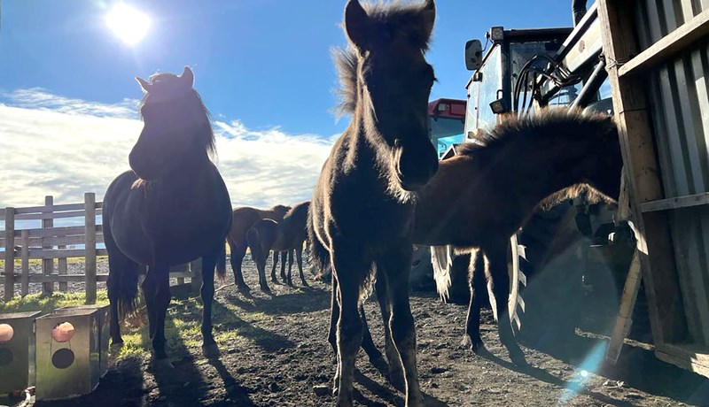 Atvinnuréttindi bænda
