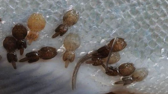 Lyfjameðhöndlun gegn laxalús