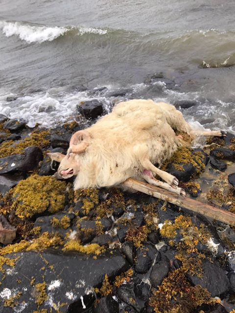Hrúturinn Karri frá Arnarstöðum lét lífið við einkennilegar aðstæður