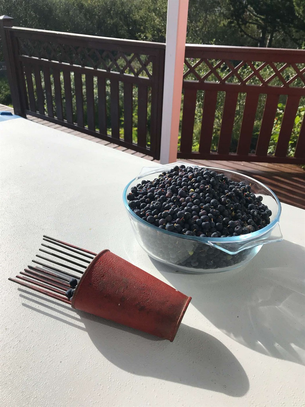 Berjaflóra Íslendinga