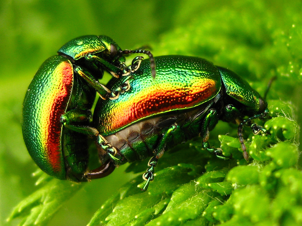 Sæðisfrumum fækkar