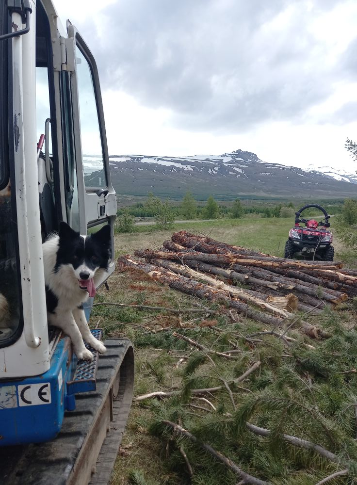 Nytjaskógarjarðir betur verðmetnar