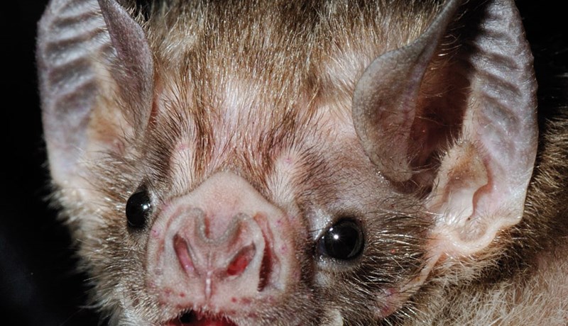 Leðurblökur á Íslandi