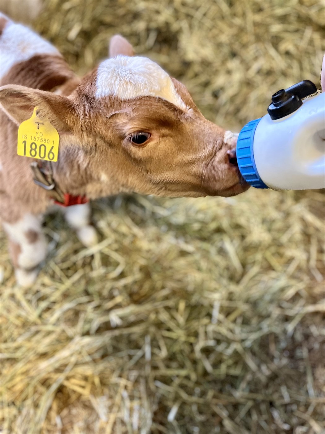 Gefðu geldkúnum GAUM