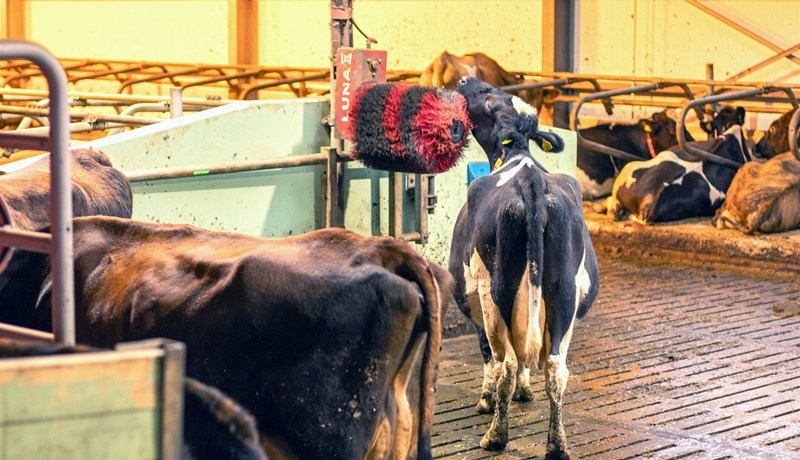 Fjósum á Íslandi fækkað um 9,2% á tveimur árum og 27% síðan 2013