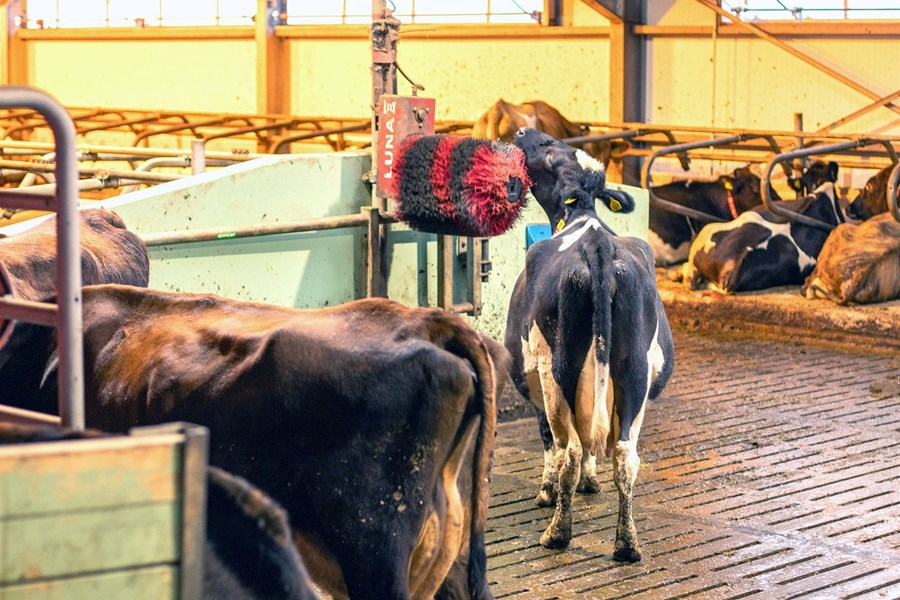 Meirihluti kúa á Íslandi eru í lausagöngufjósum.