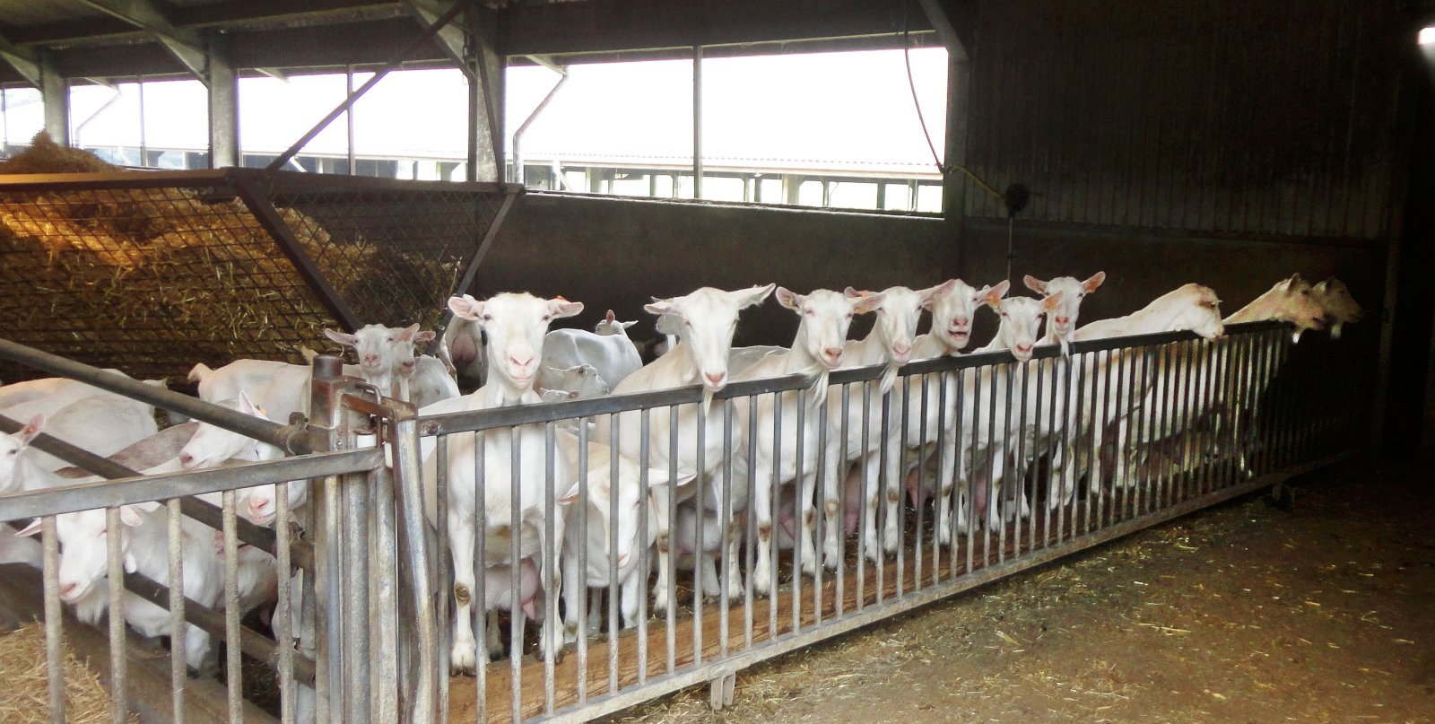 Geitakjöt eftirsótt