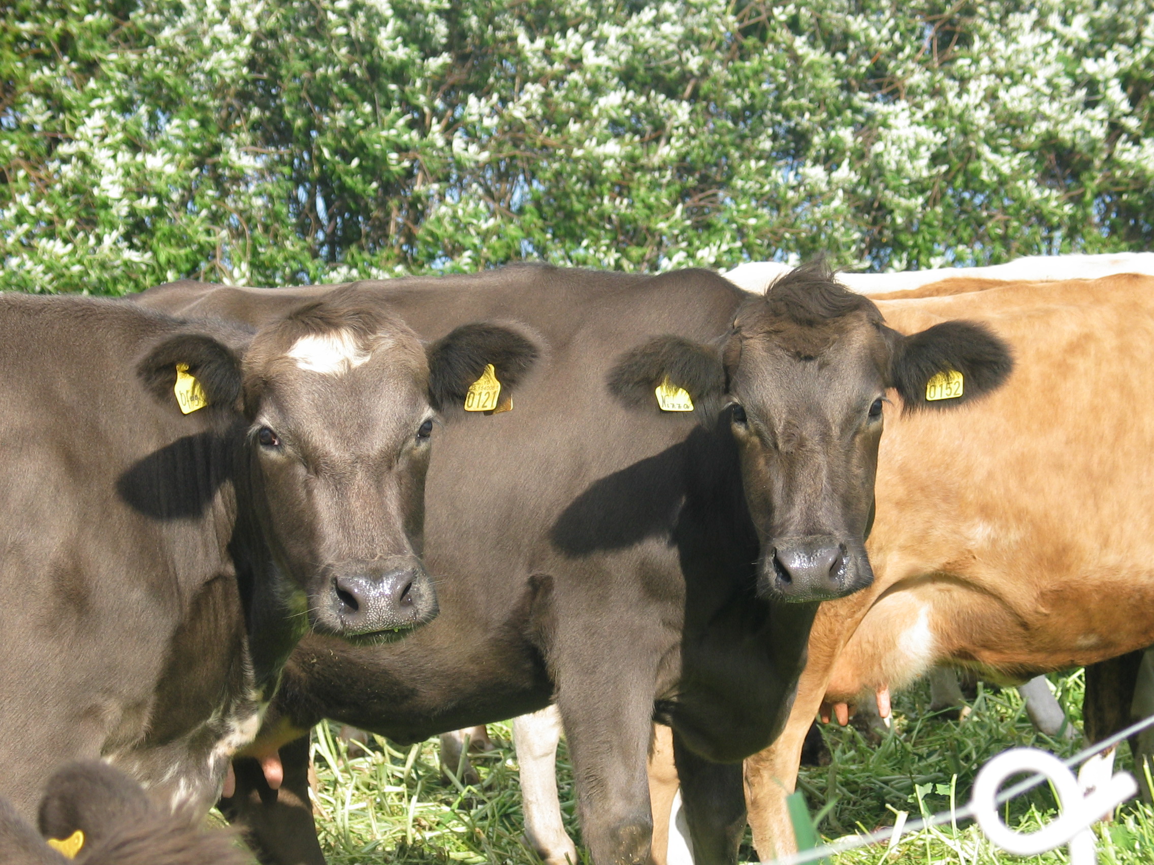 Kúabændur kjósa um hvort afnema beri kvótakerfið í mjólkurframleiðslunni