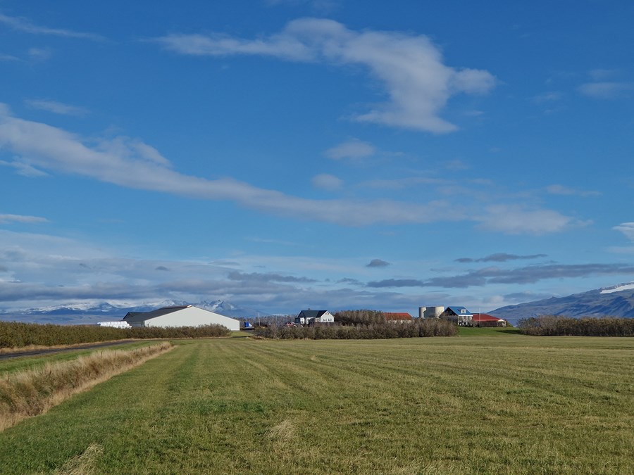 Berjast fyrir lífi sínu og sveitanna