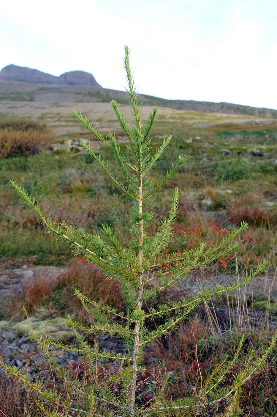Stuðningur við kolefnisbindingu – Kostnaður við plöntukaup endurgreiddur