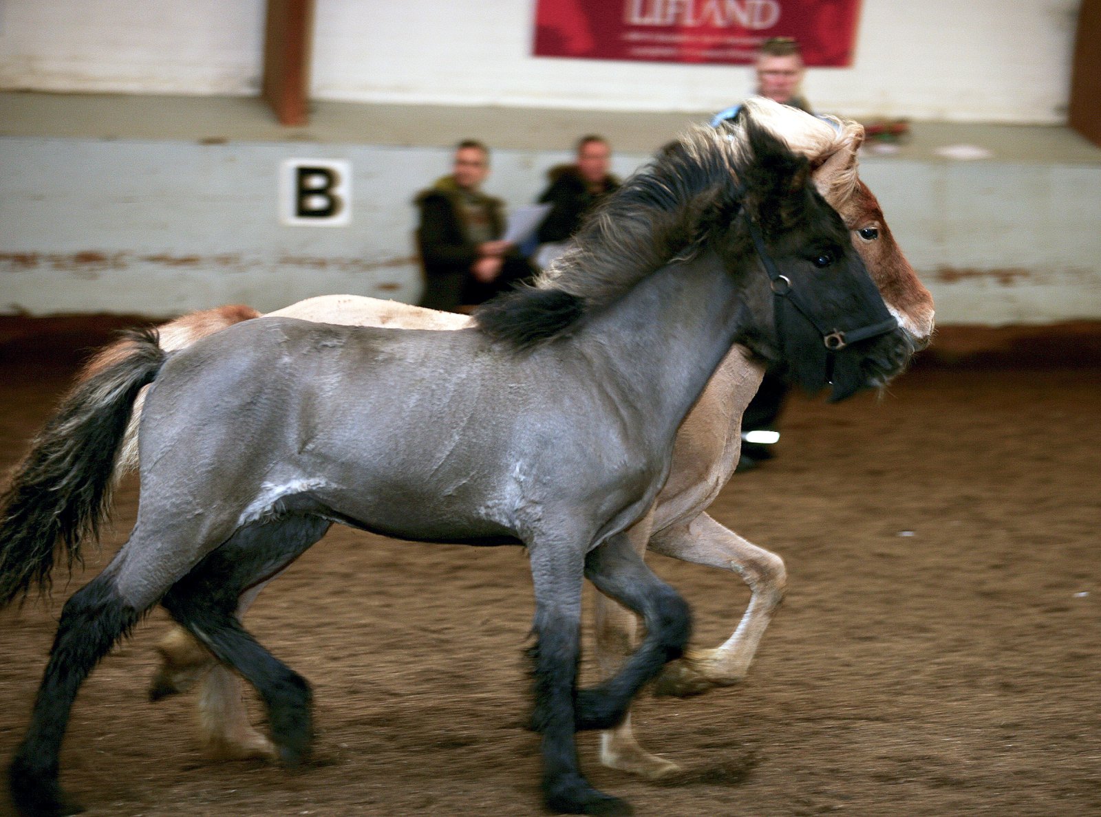 Ótvírætt skemmtanagildi folaldasýninga