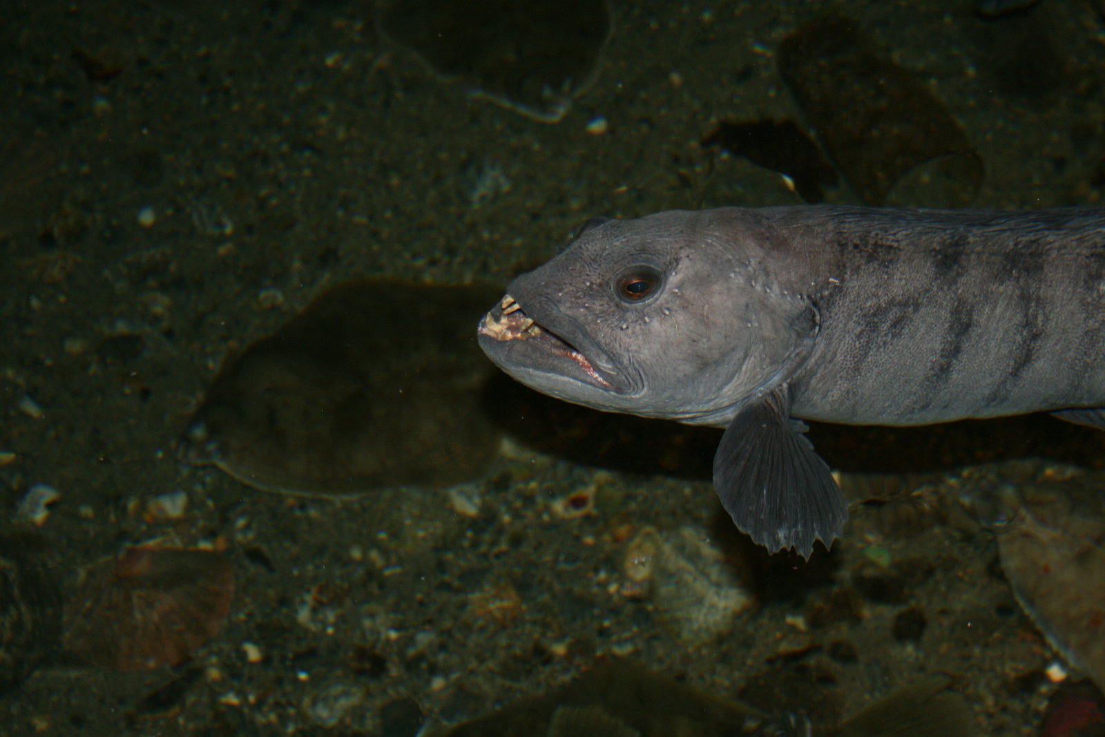 Mikilvægt að sleppa hlýra