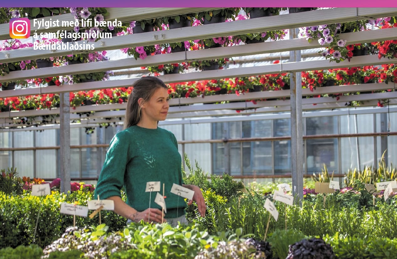 Bl&#243;mlegt b&#253;li