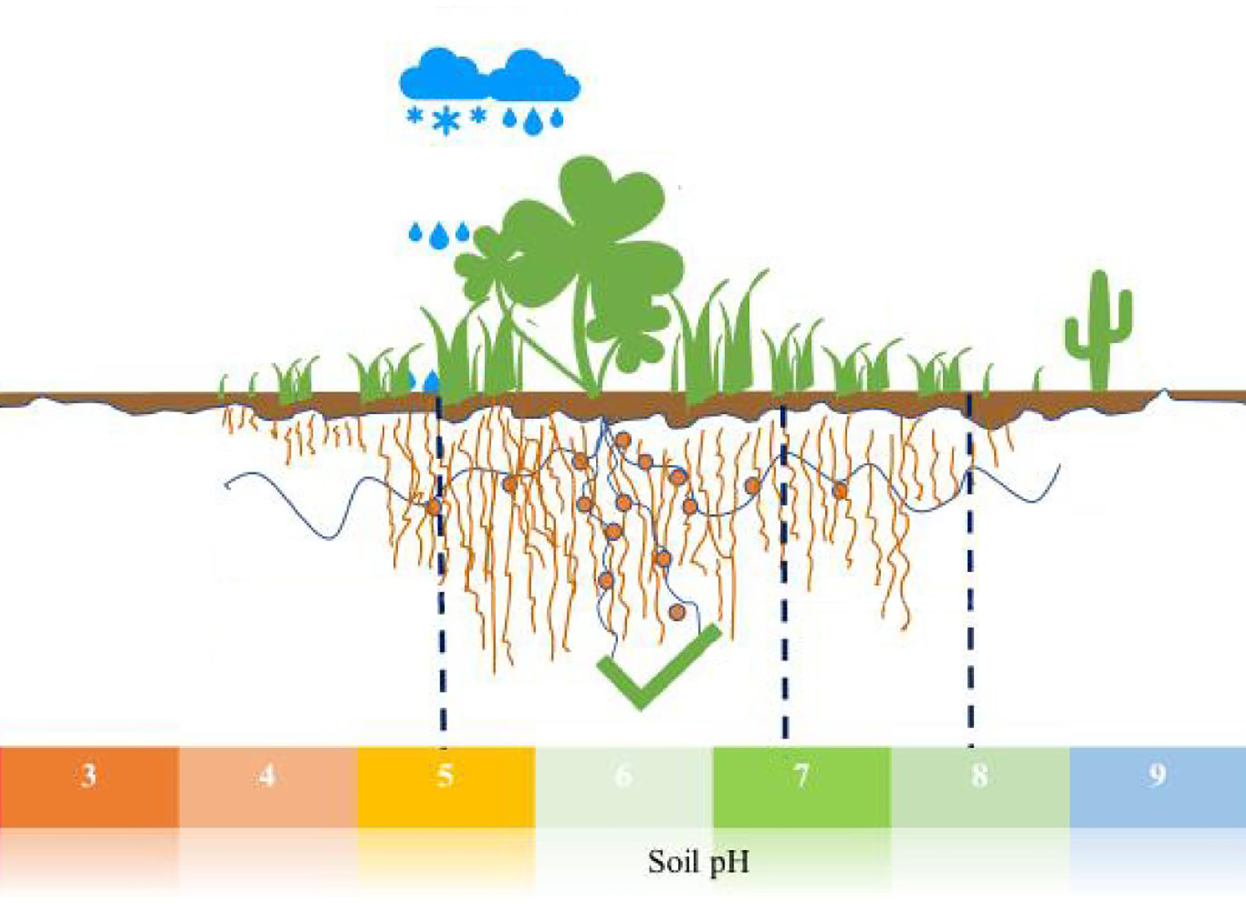 Sýrustig ræktunarjarðvegs – áhrif á nýtingu áburðarefna