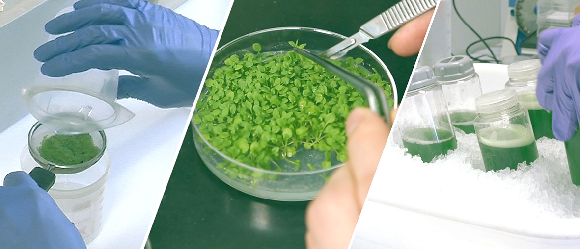 Leita aðferða svo plöntur nýti sólarljós betur